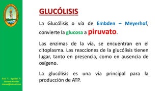 GLUCÓLISIS
La Glucólisis o vía de Embden – Meyerhof,
convierte la glucosa a piruvato.
Las enzimas de la vía, se encuentran en el
citoplasma. Las reacciones de la glucólisis tienen
lugar, tanto en presencia, como en ausencia de
oxígeno.
La glucólisis es una vía principal para la
producción de ATP.José V. Aguilar V.
Docente Auxiliar
viravas@hotmail.com
 