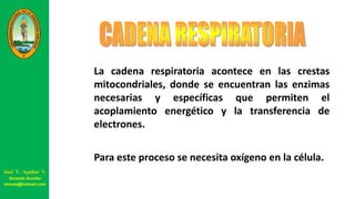 La cadena respiratoria acontece en las crestas
mitocondriales, donde se encuentran las enzimas
necesarias y específicas que permiten el
acoplamiento energético y la transferencia de
electrones.
Para este proceso se necesita oxígeno en la célula.
José V. Aguilar V.
Docente Auxiliar
viravas@hotmail.com
 
