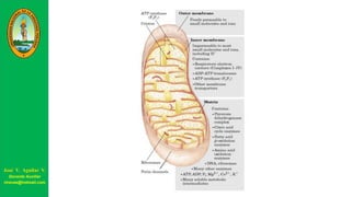 José V. Aguilar V.
Docente Auxiliar
viravas@hotmail.com
 