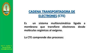 CADENA TRANSPORTADORA DE
ELECTRONES (CTE)
Es un sistema multienzimático ligado a
membrana que transfiere electrones desde
moléculas orgánicas al oxígeno.
La CTE comprende dos procesos:
José V. Aguilar V.
Docente Auxiliar
viravas@hotmail.com
 