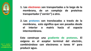 1. Los electrones son transportados a lo largo de la
membrana, de un complejo de proteínas
transportador ("carrier") a otro.
2. Los protones son translocados a través de la
membrana, esto significa que son pasados desde
el interior o matriz hacia el espacio
intermembrana.
Esto construye una gradiente de protones. El
oxígeno es el aceptor terminal del electrón,
combinándose con electrones e iones H+ para
producir agua.
José V. Aguilar V.
Docente Auxiliar
viravas@hotmail.com
 