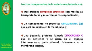 Los tres componentes de la cadena respiratoria son:
Tres grandes complejos proteicos con moléculas
transportadoras y sus enzimas correspondientes;
Un componente no proteico: UBIQUINONA (Q)
que está embebida en la membrana, y;
Una pequeña proteína llamada CITOCROMO C
que es periférica y se ubica en el espacio
intermembrana, pero adosado laxamente a la
membrana interna.
José V. Aguilar V.
Docente Auxiliar
viravas@hotmail.com
 