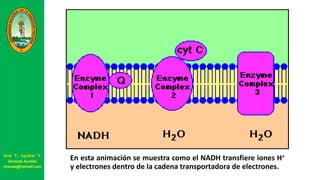 En esta animación se muestra como el NADH transfiere iones H+
y electrones dentro de la cadena transportadora de electrones.
José V. Aguilar V.
Docente Auxiliar
viravas@hotmail.com
 