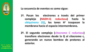 La secuencia de eventos es como sigue:
1º. Pasan los electrones a través del primer
complejo (NADH-Q reductasa) hasta la
ubiquinona (Q), los iones H+ traspasan la
membrana hacia el espacio intermembrana.
2º. El segundo complejo (citocromo C reductasa)
transfiere electrones desde la Q al citocromo c,
generando un nuevo bombeo de protones al
exterior.José V. Aguilar V.
Docente Auxiliar
viravas@hotmail.com
 