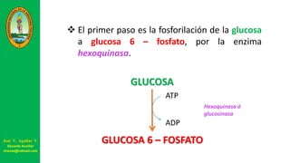  El primer paso es la fosforilación de la glucosa
a glucosa 6 – fosfato, por la enzima
hexoquinasa.
GLUCOSA
GLUCOSA 6 – FOSFATO
ATP
ADP
Hexoquinasa ó
glucosinasa
José V. Aguilar V.
Docente Auxiliar
viravas@hotmail.com
 
