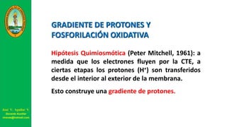 GRADIENTE DE PROTONES Y
FOSFORILACIÓN OXIDATIVA
Hipótesis Quimiosmótica (Peter Mitchell, 1961): a
medida que los electrones fluyen por la CTE, a
ciertas etapas los protones (H+) son transferidos
desde el interior al exterior de la membrana.
Esto construye una gradiente de protones.
José V. Aguilar V.
Docente Auxiliar
viravas@hotmail.com
 