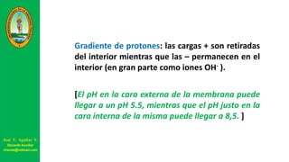Gradiente de protones: las cargas + son retiradas
del interior mientras que las – permanecen en el
interior (en gran parte como iones OH- ).
[El pH en la cara externa de la membrana puede
llegar a un pH 5.5, mientras que el pH justo en la
cara interna de la misma puede llegar a 8,5. ]
José V. Aguilar V.
Docente Auxiliar
viravas@hotmail.com
 