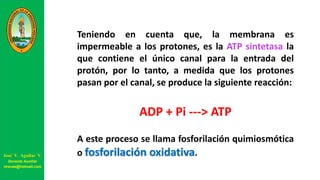 Teniendo en cuenta que, la membrana es
impermeable a los protones, es la ATP sintetasa la
que contiene el único canal para la entrada del
protón, por lo tanto, a medida que los protones
pasan por el canal, se produce la siguiente reacción:
ADP + Pi ---> ATP
A este proceso se llama fosforilación quimiosmótica
o fosforilación oxidativa.José V. Aguilar V.
Docente Auxiliar
viravas@hotmail.com
 