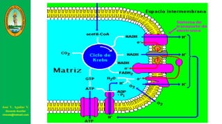 José V. Aguilar V.
Docente Auxiliar
viravas@hotmail.com
 