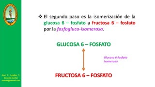  El segundo paso es la isomerización de la
glucosa 6 – fosfato a fructosa 6 – fosfato
por la fosfogluco-isomerasa.
GLUCOSA 6 – FOSFATO
FRUCTOSA 6 – FOSFATO
Glucosa 6-fosfato
isomerasa
José V. Aguilar V.
Docente Auxiliar
viravas@hotmail.com
 