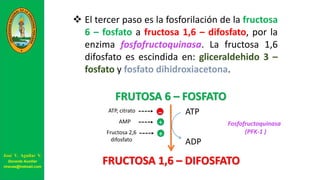  El tercer paso es la fosforilación de la fructosa
6 – fosfato a fructosa 1,6 – difosfato, por la
enzima fosfofructoquinasa. La fructosa 1,6
difosfato es escindida en: gliceraldehido 3 –
fosfato y fosfato dihidroxiacetona.
FRUTOSA 6 – FOSFATO
FRUCTOSA 1,6 – DIFOSFATO
ATP
ADP
Fosfofructoquinasa
(PFK-1 )
-
+
+
ATP, citrato
AMP
Fructosa 2,6
difosfato
José V. Aguilar V.
Docente Auxiliar
viravas@hotmail.com
 