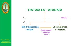 FRUTOSA 1,6 – DIFOSFATO
AldolasaC6
C3
Dihidroxiacetona
fosfato
Gliceraldehido
3 – fosfatoIsomerasa del
fosfato de
triosa
José V. Aguilar V.
Docente Auxiliar
viravas@hotmail.com
 