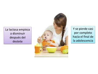 La lactasa empieza
a disminuir
después del
destete
Y se pierde casi
por completo
hacia el final de
la adolescencia
 