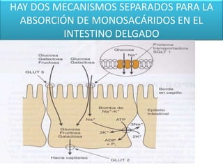 HAY DOS MECANISMOS SEPARADOS PARA LA
ABSORCIÓN DE MONOSACÁRIDOS EN EL
INTESTINO DELGADO
 