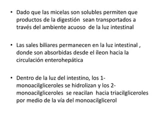 • Dado que las micelas son solubles permiten que
productos de la digestión sean transportados a
través del ambiente acuoso de la luz intestinal
• Las sales biliares permanecen en la luz intestinal ,
donde son absorbidas desde el íleon hacia la
circulación enterohepática
• Dentro de la luz del intestino, los 1-
monoacilgliceroles se hidrolizan y los 2-
monoacilgliceroles se reacilan hacia triacilgliceroles
por medio de la vía del monoacilglicerol
 