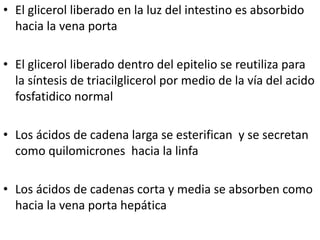 • El glicerol liberado en la luz del intestino es absorbido
hacia la vena porta
• El glicerol liberado dentro del epitelio se reutiliza para
la síntesis de triacilglicerol por medio de la vía del acido
fosfatidico normal
• Los ácidos de cadena larga se esterifican y se secretan
como quilomicrones hacia la linfa
• Los ácidos de cadenas corta y media se absorben como
hacia la vena porta hepática
 