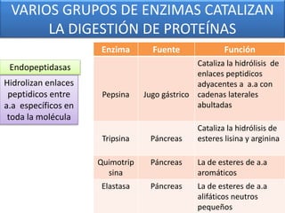 VARIOS GRUPOS DE ENZIMAS CATALIZAN
LA DIGESTIÓN DE PROTEÍNAS
Enzima Fuente Función
Pepsina Jugo gástrico
Cataliza la hidrólisis de
enlaces peptidicos
adyacentes a a.a con
cadenas laterales
abultadas
Tripsina Páncreas
Cataliza la hidrólisis de
esteres lisina y arginina
Quimotrip
sina
Páncreas La de esteres de a.a
aromáticos
Elastasa Páncreas La de esteres de a.a
alifáticos neutros
pequeños
Endopeptidasas
Hidrolizan enlaces
peptidicos entre
a.a específicos en
toda la molécula
 
