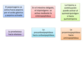 El pepsinogeno se
activa hacia pepsina
por el acido gástrico
y pepsina activada
En el intestino delgado,
el tripsinógeno se
activa mediante la
enteropeptidasa
La tripsina a
continuación
puede activar al
quimotripsinógen
o hacia
quimotripsina
La proelastasa
hacia elastasa
La
procarboxipeptidasa
hacia carboxipeptidasa
La
proaminopeptidasa
hacia
aminopeptidasa
 
