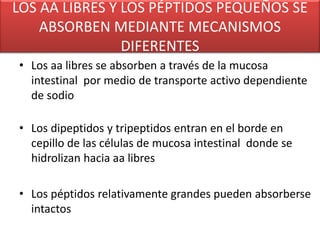 LOS AA LIBRES Y LOS PÉPTIDOS PEQUEÑOS SE
ABSORBEN MEDIANTE MECANISMOS
DIFERENTES
• Los aa libres se absorben a través de la mucosa
intestinal por medio de transporte activo dependiente
de sodio
• Los dipeptidos y tripeptidos entran en el borde en
cepillo de las células de mucosa intestinal donde se
hidrolizan hacia aa libres
• Los péptidos relativamente grandes pueden absorberse
intactos
 
