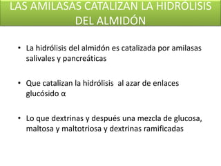 LAS AMILASAS CATALIZAN LA HIDRÓLISIS
DEL ALMIDÓN
• La hidrólisis del almidón es catalizada por amilasas
salivales y pancreáticas
• Que catalizan la hidrólisis al azar de enlaces
glucósido α
• Lo que dextrinas y después una mezcla de glucosa,
maltosa y maltotriosa y dextrinas ramificadas
 