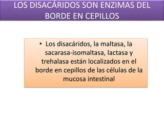 LOS DISACÁRIDOS SON ENZIMAS DEL
BORDE EN CEPILLOS
• Los disacáridos, la maltasa, la
sacarasa-isomaltasa, lactasa y
trehalasa están localizados en el
borde en cepillos de las células de la
mucosa intestinal
 