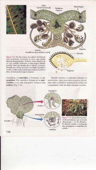 Esporôngios
{membrcnoque.eób.e o rcro}
riguro 7.I3 No Ído ô.imo, Íoceinferiordq Ío hq de
umq 5omomboio hostrondo os sorÕs,qle contêm
dêzenqsde esporônsios.A direilo,ocimo,desenhode
um sorc corlodo mosirdido os esporôns,ios{deiolhe
oo lÒdo).Etes sôodoiodosde um reÍorço,ô onnuius,
formodo pôr cêuos sensíveisò umidode.Auondo o
or seco,o reÍorçodosesporônsiosmodurc55eesiicoe
oore, orremêsÒndorÕngeos esporos.
masculinâs,osânterídios.e fenrinìnas.osâr-
quegônios.NosüterídiosforÌnam-seosante-
rozóides,e erÌ câilarr.ÌuegônìofonnaseuÌna
oosfcra.(Fìg.7.14)
E5poros
QuândomâduÍos.os anterídioslibeÌtor os
ânlcrozóidcs.Após umachuvâou garoa,elesna
dan1sobÍeâ superfícieuìrìedecìda{lopraÍak){té
o aÍquegônio.ondeum delesfècundââ oosicrr
-
liguro7.14Acimo,forodeprórq-
osdêsomomboio,queroromente
ulhopo$omI cm de diômetro.
O desenhomostroo ocoÌizoçõo
dosorqlesôniose onrerídiosno
118
 