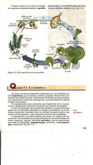 O zigotosedesenvoìvenoiúenordoârquegô-
nio,originandoulnâplâIttinhâdiplóide.o€spoúIito,
quedaÉorigemaurÌÌapteridófitaadút -Estafoma
ú €spoÍoshaplóider.r€petindoociclo.(Fig.7.15)
(2"ì
.E,p"'qlq
tisurc 7.15 Ciclorep@dutivodeumosomomboio.
Um grupode plantasnilidamenteaparentadocomas pleridófilasé o
daslicopodíneas,queconstituema divisAoLycophyta.Essâdivisâocom-
preêndeatualmentecercade 1.000espéciesdeplântasdepequenoporte,
quenãoproduzemsemenles(criplógamas)e quesâodoladasde sislema
condulor(vasculaÍes).
Os rêprêsentânlesmaisconhecidosdas licopodíneassão o Lycopo-
diun e a Sellaginella.lacilmenteenconlradosemfloreslasde pinhêiÍos.
O ciclode reproduÇãodaslicopodíneasapresêntacaracterísticasque
podemseí consideradasavançadasemrêlaçáoàs pteÍidóíitas.As licopo-
díneasrepresenlamexemplosvivosda provávelÍansição evolutivaque
oÍg nouasfanerógamas,a partjrde grupospÍimitivosdecriptógamas.
A Sellaginellaé umaplanladiplólde,que pareceum musgomuilode-
senvolvido.NamatuÍidadesexualessâplanlaíorma,nasexlrsmidadêsdos
ramos,pequenâs"espìgas"chamadasêstróbilos,ondsse desenvolvem
doislipos de esporângio:megasporângios,íeÍnininos,e microsporân-
gios,masc(]linos.(Fig.'Q7.1-1)
Cido
119
 