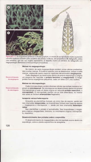 .;
2
x:
1
F;guro07.l.lAs i,opodn4spe'ìencê-odiiúoLy(ôplytêoerJdodesLorcpbduçôoroshôosposre,5
(ominhosevollii!ôsrÍihodospelosoncèíro,sdospoiios hodsnos.la)4,copodtuhe{B)se//derhêl/d,ombos
.ôm estrôbilo5,qle sõoseusôrsõosreprodutivos.O desenhomosrroum estróbilode Selloainello
""-mesospôrônsios(Íemininotê mi.rôsporônsios(mosculirosl. -
Í!leioseno megasporângio
NoinleriofdecadaÍnegâsporângioexistemváriascétulâspÌedeslina-
dasa soÍrermeiose,Enlrelantoapenasunìasedesenvove,crescêe soÍre
meiosê,originandoquaÍoesporoshaplódesdenoÍninadosmegásporos.
Cadamegásporosedesenvolvedenirodopróprioesporângo e origÌna
umpequenosef hâpióide:o prótâloÍemininoou megaprótato.O mega
prólâloÍoímaarquegônospeq!enos,cadaumdelesconlumaooslêra.
Mêioseno micíospoíângio
Câdamcrosporângo contémdiversâscélulasquesofÍemmeiosee oÍ -
ginamosmicrósporos-Os micróspoÍossedesenvotvemdenirodopÍópÍio
microspoÍârgioe cadaurndeesonginaumreduzidoprótâlomascutino,o
microprótalo.O microprótaloconìémumou doisanterídêos,no nierloÍ
dosouàisse'orïdrì anterozóidêsllàgeàoos.
lsosporiayersusheterosporia
Enquanloas pteÍdóÍtasformamumúnlcoiipode êspoÍo,sendopor
ssochamadasisosporadâs,asI copodíneasÍormamdoistiposdeesporo
megásporose micrósporos , sendopor issochaÍnadasheleíospo-
NaspleridóÍilaso prólaloé hermaÍÍodita.Nasllcopodíneaso megás
poroorignao megaprólalo,Íeminino,e o micróspofooriglnao micÍopróta-
Desênvolvimentodos prótalossobreo esporóíito
O desenvolvmentodomegapróìaloe do micropÍólatoocorÍedenlrodo
êsporângio,sobrea p antaesporoííticadasêaginea.
120
 