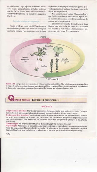 senvoÌviÌÌento.Logoojovemesporófirodesen
volve râízes.quepeÌfurâmo prótaloe sefixâm
nosoÌo.Dâíemdiante.oesporófitosedesenvol-
veìndependentementee o gâmetófitodegenera.
Gig.7.16)
DeJ)eJì{lincjrluÍguaprfai repÌoilúçiio
Tantobrntfitascomopteridófitasformam
anterozóidesflâgelados,quÈprecisamnadarpârâ
fecundara oosfera.Nosmusgososanterozóides
METOSË
dependenderespirgosdechuvâs,garoase or
valhospâÌâstingirapÌântafeÌninina.ondesedi
dgernaosâÌquesônios.
NâssâmambaiasoprótêloéhermafÌodirâ,o
quefàcilitââtârefadosânterozóides.ApesaÌdis
soelestênÌdenadaÌnâsuperfícieumedecidâdo
pÌótÀÌoatéosarquegônios.
Em ambososcasoshádependênciadeáSuâ
ÌíquidapaÍââ fecundaçÃo,o queÌevââ maioriâ
dasbrìófiÌase ptendófìrâsa hêbirârregìõestro-
picais.noinÌerìordeflorestâsúmidâs.
Íisuro7.| ó ComporoçõoentreosciclosdevidodebrioÍirose pteidoÍirosNosbnofi,aso oeroçaoesooroÍrnco
èirc o- ,teeo rmeite d-perdel|edo9e'ô(óogo-eroltrco.Nospteriootto,Õ.iaoçô".e i,e.t". . p,edomr,o
é dogeroçõoesporofílico,quêdependedosomdófiroopenosnosprimeirosÍosesdovido
BRIóFITAS
Diagnosedas briófitasPantassemsemenles(cripiógamâs)e semsistemacondutoÍ(avascu-
laíes),PooeFap.ese,ìlarlaloêÍeto(Ìusgos/o- prostrêdo(,lepa.iLasê anróce,os).
OndêêncontrarbrióÍitas?As briótitâssãoÍacilmenteenconÍadasemtocaisumidos.vivêndo
no solo,sobÍetÍoncosde árvores,em baíâncos,ernrochaselc. Há por]casesDéciesaouáÌi_
cas, de águâdoce.São exemplosde brófilas lerreslrês:potttnchummusgo)e Marchdntia
(hepática).
ClassiÍicaçãoAs brióÍiiasconstituema drvisãoBryophytâdo reinoVegetat.
ReproduçãoAssexuâdâe sexuada.AlgumashepáUcasse repÍoduzernassexuadamentepor
meo de pÍopágulos.Nâ reproduçáosexuada,háatteÍnânciactegêÍações.A geraçãohaptóide
(gamêtoííuca)é a Íaseduíâdoura,predomnandosobrea geraçãodiptótdelesporóiltica).
122
 