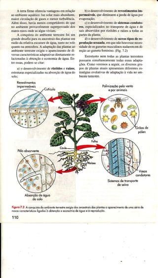 A teÍa fìIme ofereciavantagensemÌeÌação
aoâmbienteaquático:luz solarnais abundântê,
maiorcirculaçãodegasese menortuÌbuÌência.
Além disso.haviâmenoscompetidoÍesdo que
no ambientepÍovavelmentesuper?ovoadodos
maÌesrasosondeasalgasviviaÌn.
A conquistado âmbienteterrestrefoi um
grandedesâÍiopâraosâncestrâisdaspÌantasem
Íazãodarelativaescâssezdeágua,tantono solo
quântonââtmosfeÍâ.A âdaptâçãodaspÌantasao
ambienleierÌestreexigiu o aparecimentodedi
veÍsâscârâcteústicâsadaptatìvasdiretamentere-
Ìacionadâsà obtençãoe economiadeágua.En-
treessas,podemsecúari
a) o desenvolv;mentoderizóidese râízes,
esÍutuÌasespecìalizadasnaabsorçãodeáguado
b) o desenvolvimentoderevestimentosim.
permeáv€is,quediminuernaperdadeáguâpo;
cJo de,envolimenrodesislemasconduto-
res.especrali/adosno tÍânsporxede águâe de
râi, âbsonidospor riloidese Íarlesa loda(as
paÍes dapÌanta;
d)o desenvolvimenrodenovosúposdere-
produçãoseruâda.emquenãohouesseneceÈ
srdadedeosgamelasmas,ulino'nadarememdi-
reçãoaogâmetâfeminino.(Fìg.7.2)
Enrrerânronemroda.asplanraslerreslres
possuemsimultâneâmentetodasessasadapta.
çdes.Comoeremo'J segü,Í.ocdrveÍogÍu-
pos de pÌantasatuarsapÌesentâmdiferenteses-
tÍdregrâçeolurirrsdeddâprd!âoâ vidânodm-
Polinizoçõopelovento
Reveslìmenljos
impeÍmeoveis
Pêloobsorvente
Sistemosde honsporl,e
deseìvo
Absorcòodeóouo
Figurc7.2 A conquiiodoombiênl,ol,oírerlreexigiud6 onceshoisdospÌon|oso oporec'mêntodelmo séíede
idos coroclêrÍslicasligadosò obrênçõôe economiodeóguoeô rcprcduçõo.
110
z'#
fl*9-4
@:
bw
 