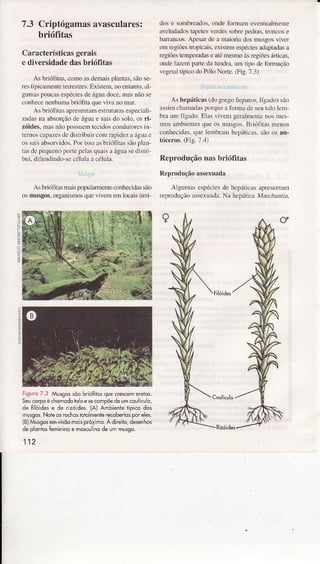 7,3 Criptógamasavasculares:
briófitas
Característicasgerais
ediversidâdedâsbrióÍitas
As briófitàs,coÌÌìoasderÌìaisplântâs,sãose-
restipicamentereÌÌesí-es.Exktem,no entânto,âÌ-
gumaspoucasespéciesde íguadoce,masnãose
.oÌhece nenhuìnabriótìtaquevìvano mar.
As brìó1itâsapÌ€sentaÌnesÍulul.âsespecialì-
zadasna absorçãode águâe sâìsdo solo,os ri-
zóides,inâsnãopossuentecidosco.dutucs in
teÌnoscâpucs dedistribuncoìnr.ìpidezr águâe
ossâìsrbsorvido!.Por issoasbriófitassãofl{n
ns depcqueDopoÌ1epelasquÂisa águasedistri
bui. dÌfiìndnrdosccéhrlââ cóìul.ì.
As lÌi(ífità nraispopulanÌente conhe.idns!ào
osmusgos.orga smosqueviveÌrìeìnlocajsúmi
do! e srìbr€ados. ondelbnÌânr cventualnrenie
rveludd)s tqretcs ve.dessobÌe pcdras.tron.o! e
hÍflncos. Ap€sârde â maìoriâdosnrusgos!ivc.
enl regjõestÌopicais, eÌistenì espéciesadâptâd.ìsâ
Íegiõestempendase atónìesnìoàsÌegiõesííicâs,
oDdeflzim pâÍe dâ lundm. un1ripo dc foìrÌì.aìo
vegetaltípicodo Pób NoÍe. (Fig.7.3)
tLrLr. r: i f. .,
Ash€páticàs (do grcgoreprtos, fígado)sio
assiìnch{Ìnadrspo.quealbÍlÌàdc scutab leìn
bra rm fígado.Ehs vivern geÌâlmcitc no! nres
mos ambìenlesque os nÌxsgos.B.iófilas meDos
conhecidas.que ÌeÌnbnÌrÌ hcpáticas.sãoos an-
tóceros.(Fig. 7.'l)
ReproduçãonasbrióÍitas
ReproduçãoâsseIuâdâ
AÌguma!espécie!deÌìeÌríLicasapreseDlam
reproduçioassexundê.Na hcpáticaM:ucÍrndr.
a
Figuro7.3 MusgossõobrióliÌosquecrercemeÍ€tos.
Seucorpoéchomodotooesecompõêdeumcôui.u o,
de Ílloidese de rizóldês.{A} AmbieniêtÍpicodos
mlsgos.Noieosrochosioiomênl€recoberiosporeles.
(BJMussosemvisôomolspróximo.Àdireiio,deserhos
deplontos6mirinoe moscllinodeummusso.
112
 