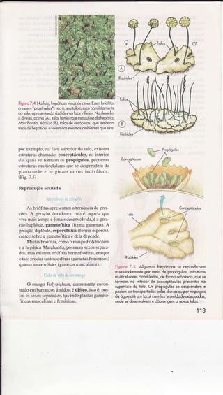 :
I
Fisurc7.4 No6io,hepóticqsvisb5decimoEsÒsb ófflts
íescem prc5irodoJ',irtoé,sêutolocrèscêporoelomente
oosolo,aprerentcndoÍizóidèsno6cêìnÍêriorNodesenho
òdnel|o,ocimÕ{AJ,loôsfêminÌnoêmo<uinodohepótco
,ldr.hdniid.Aboixo{Bl,|dlosdeonlóceros,quelembrom
toôsdêhepólicÒsëvivemnosmesmosombienlesqueelos.
por exemplo.nafÂcesupeiordo 1âlo,existem
estìuturaschamâdasconcepLÁcos,noinlerior
dâsquaissc ioÌmâm ospropágulos. pequenÀ,
eÍrutumsìÌulticeìulffesquesedesprendenda
planta-mãee originanrDovosindivíduos.
(Fi-q.7.5)
Rcproduçãosexuàdà
ArüriÌrur,i grrçacr
As briófitasaFesentamalternânciadegêrâ-
ções.A gerâçãoduradoura.isto é, aquelaque
vivemâistempoeémaisdesenvoÌvida.éagera
çãohâplóide.gametofrtica(lbrmègametas).A
gerâçãodiplóide,esporofitica(formaesporot.
cÍescesobÌeâgâÌnetolïticae deladepende.
Muilâsbriófúâs,comoo musgoPoÌyrÌcrÍ'rl
e âhepáticâMâìcnânâa,possuemsexossepara
dos,mâsexistembriófitâsherÌnâtìodìÌas,emque
otâÌoproduztaniooosferâs(gâmetastènìininos)
quantoanrerozóides(gâmetâsÌmscuÌinos).
Ui.ìoJeudadeurììrj3.
O musgoPo/JrricÌìüm,comumenteencon
tíâdoômbÀmücosúmidos,édióico.ìstoé.pos'
sniossexosseparados,hÊvendopÌântâsgameto-
fíticasìnasculinasefemininâs.
Fisuro7.5 Algomoshepóiicosse reproduzem
os5quodômênl,epor meiode propôgulos,estruturos
muhiceluloresdorcfflodos,doÍormoochorodo,quese
fôrmdmno inlèriorde concepló.úos prêsenresno
superÍiciedo toìo.Õs propágulossedesprendeme
podemsertronspoaodospeloschuvosouporrespingos
deáguooÉ uínLocolcomluze umidodeodequodos,
ondesedessnvolveme daoorisemo novos|olo5.
 