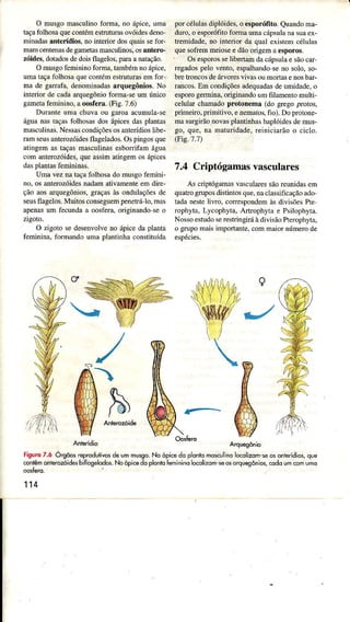 O musgomasculinoforma,no ápice,umâ
raçatoÌhosaquecontémestÌulurâsovóidesdeno
minada-sânteídios, nointeriordosquâissefor-
mâmcentenasdegametasmâsculinos,osanteÌo-
zóides.dotadosdedoisflagelos,parâanaÌação.
OmusgofemininofbÌma,tambémnoápice,
umaÌaçafoÌhosâquecontémestrutuasemfoÌ
Inâde gânâfâ,denominadasârquegônios.No
inÌerior decâdaarquegônioforma-seum único
gametâfeÍinino. aoosferâ.(Fig.7.6)
Durânteurnachuvaou garoaacuÌnula-se
águanâstaçasfolhosasdosápicesdasplantês
masculinâs.NessascondiçõesosanÌerídioslibe-
râmseusênterozóidesflagelados.Ospingosque
âtingemêstaçasmascuÌinasesboÍifâm águâ
com anteÌozóides,queassimâiingernosápices
dasplartasfemìninas.
Umaveznataçafolhosâdo musgofemini-
no,osanterozóidesnadamativâmenteemdire-
çãoaosarquegônios,gÌaçasàsonduÌâçõesde
seusflagelos.Müitosconseguempenetrálo,Ínâs
apenâsüm fecundââ oosfêrà.originandoseo
zigoto-
O zigoto sedesenvolveno ápiceda planta
1èmininâ,foÌÌândo umaplantinhaconstituída
porcélulasdiplóides,o €sporófito.Quandoma-
duro,o esporófitofoÌmaumâcápsulanasuaex-
hemidâde,no interiorda quâÌexistemcélulas
quesofÌemmeioseedãoorigemâ€sporos.
OsesporosseÌibetamdacápsulaesãocar
regadospeÌovento,espalhandoseno solo.so-
bretroncosdeárvoresvivâsoumorÌasenosbaÌ-
Ìancos.Emcondìçõesadequadasdeunidade,o
esporogermina,originandoumfilamentomuÌti-
ceÌularchamadoprotonemâ (do gregopro.os.
primeiro,primitivo, eremâtor fio). Doprotone-
masurgirãonovasplantìnhashaplóidesdemus-
go, que. na maturidade,Íeiniciarãoo cìclo.
(Fis.7.7)
7.4 Criptógamasvasculares
As criptógamâsvâscuiaressãoreunidasem
quatrogruposdistintosque.nacÌassificaçãoado
tâdâneíe Ìivro.coÍespondemàsdivisõesPre
rophytâ.Lycophytâ,Artrophytâe Psilophyra.
NossoestudoserestÌìngiÌáàdivisãoPterophyra.
o grupomaisimpoÌtante.cornmâiornúmerode
ç
K
ô)
Anteridio Àquêgônjo
Figurc7.ó órgõosrêprôdutircsdeummusso.No ôpicedq plontomosculìnoocqlizom-sêôsônrêridiôs,,ìue
conlêmoniercaìdesbifrôgêlodos.Noópicedoplont Íemininolocolizomseosorquegônios,codoumcomuno
't14
 
