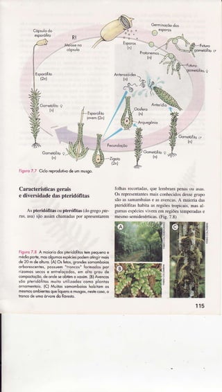 Rt .....
o"'0","'
--o.
(2i)
(ô)
Zigoto
(2n)
Fisurd7.7 Cicloreprcdulivode ummusgo.
Característicasgerais
e diversidadedaspteridóÍitas
Aspteridófitâs oupterófilas (dogregopÍe-
râs,âsa)sãoassimchamâdâspor apresentàrem
folhÁ recoÍâdâs.quelembrampenasox âsâs.
OsÌepresentânlesmaisconhecidosdessegrupo
sãoâssâmâmbâiâse asâvencas.A maiodâdâs
pteridó1ì1âshabitââsregiõestropicais,masâl
gumâs€spéciesvrvememregiõesremperâdâse
rnesmosemideséÍicas.(Fis.7.8)
Figuro7.8 Â môiorÌodospleridófitostempequenoe
hdio porle,mdsolgumossp{ies podemotirgirmok
de20 mdeolturd.(À)os Íêi,s,srondessomomboio'
orboresceites,possuemÍiron.os" formodospor
rizomossècose enheloçodos,em oÌio grou de
compocloçõo,dêondêseobtemo xdxim (B)Avêncos
sõo pteridóÍilosmuiloutilizodoscomoplonios
ornômentais.(Cl Muirossomohboio, hobitomoj
mêsnôsombientesqueliquensemusgos,nestecoso,o
ironcodeumoóryoredo ÍÌoresto.
z
115
 