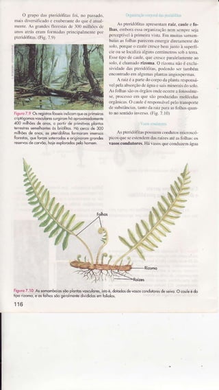 O gÌüpo das pteridótìtas foi. no passado.
nars diversificrdo e exuberantedo queé atual
mente.As gÌândesflorestasde 300 nilhões dc
âDosatrás eram lormadls principaÌÍìente por
pteridófitas.(Fig. 7.9)
i.r'!xì 7rìii!r0Ìl,0rrldi.lJrüiJ(llilN
As pteridófìÌasâprcsentamrâiz, caulc e fo-
lhâs, embornessaorganìz.ìçãonelÌ scnrprcseja
.pe.ccptílelà priìnejradstâ.Ern müiLâss{ììam
bâiâsasfolhasparecemcnìergìrdii:rânreDredo
solo.porqueo câuÌecrescebeÌnjtrnÌo à superfÌ-
cie ou selocâlìzaalgun! centímet.ossoba terrâ.
Essetipo de câule,qtrecresccfiralelèrnenreao
soÌo,é chamadorizomâ O Ìiroìn{ nàoé excÌu
sividadedas preridófïrs. podendoser ranìbém
encontradoem algumâsplantasâ.grcspernas.
A raizé â paÌledo coryodaplanraresponsÍ
veÌpelaabsoÍçnodc águae sâisÌniÌìeraisdo solo.
As 1oÌhâssãoos(i.gãosoÍdeocoffe âfotossínte
se!pr)ccsr) cìì que sãoproduzìdasmoléculns
oÍgânicas.O cauleé respons/LveÌpeìotÍâDsporre
de substÂncìas.tântodaraizpara astblhâsquân
to no senlidoiúrcrso. (Fìg.7.10)
h..nrÌ1([f
AsptendófitàsÌ)ossuemconduÌosmiüoscó
picosqucseestendeÌndasrâízesaréâsfoÌhâs:os
vâsoscondutores.Hávasosqueconduzemíguâ
figuro7.9 05 €ginÒsÍósseisindicomqueosprimeiros
fi iplógÕmo5vosc!ldrêssu€nomhóoproximodomente
400 milhõesde onos,o porriÍde primiiivosplqntos
ieÍèslÍessemelhoniesòs brióÍitos.Hó cercode 300
milhõesde onos,os plêridófitosformorqmimensos
forestos,queforomsoterodose originoromqrondes
reseivosdecoNõo,hoiêexptorodospetohomem.
Figuro7.I0 Assomomboìossõoplon|osvosculores,ish)é,doioddsdevosôscondutoresdeseivq.O co! eédo
liporizomo,eqs ÍohossõoséromentedivididosemÍolíolos.
116
 