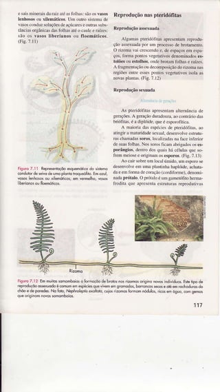 e sxismiÌìeraisdaÍlliz atéâsfolhasisàoosvasos
lenhososou xilemáticos. Uìn ouÍo sistenrade
vâsosconduzsoÌuçõesde.ìçúcNÌcse ouÍas subs,
lânciâsorgânicasdastìÌhâs atéo câtrÌcc.âízes:
.Jo o. ìrso I'btrianos ou noemálico!
(FÌs.7.1l)
Fìguro 7.ìl Represenlqçõoesquemóll.odo sislemc
conduidde seivode lmo plonio .roqueóÍih.Emoz!1,
"os6 lenhôo oJ ,'lemotrcos,em
'"rm-lho. 'o,o,
iberionosôu floemóiicos.
Reproduçãonaspteridófitas
Reprodrção âssexuâdâ
Aigumas pÌeridólÌas aprescntamfeprodu-
ção assexuadapor uìì proces$ de brotamento.
O rizomâ vai crcsccndoe, de espaçoseln espâ
ços.lor'ÌÌâ pont()sregemrjvo! denominâdoses-
tolõesou estolhos.ondebrotaÌnfoÌhase râízes.
A frâgmenlxçãoou decomposiçãodorizomânrs
regiõesentreessesponÌos vcgetarivosisola âs
novâsplâniâs.(Fig. 7.12)
Reprodução sexuâda
As p|eridófìtlìs âpfesentâmalternânciade
gerações.A geraçãodn|adouÍ,ì.âocontrárìodas
brióf1tas.é a dÌpÌóide,queé esporofíticâ.
A mâioúâ dar espécie!de pteridófltâs,rìo
âtingn a maturidadesexual.desenvolvecsh.ütu
üs chaÌnadassoros.locâlizâdasnâ fâccinferior
de suasfolhas.Nos sor)sficaÌÌìâbrigâdososes"
poúngios. dentfo dos quaishí céÌulâsque so
trenrìnenrsee origìnamos esporos.(Fig.7.13)
Ao cairsobreum localúIlìido, um esporose
desenvolveeln uma pì,ìÌtinha hâplóide.achata,
dae emtormade corâção(cordiforme).denomi-
nadaprótâlo. Oprótâlo é un gametófÌtoherna-
frodiiâ que apreseDtaesüütmas Ìeprodudvâs
-
rigu.o7.12 Emmuiiossomomboioso formoçõodebrobsnosrizomdsorlgiio novosÌndivÍduosEsreripooe
reproduçõoosexuodoécomumêmesp*iesquevivêmemsromados,bdrorcos€cosêoreêmro.hÕdurosdo
chõoê dèporedesNo Íolo,NepÁro/éprtsddirdrd,.uiosrizomosÍormomnodulos,ricosemóguÒ,comsemos
q!e originÕmnovqssomqmboÌos.
117
 