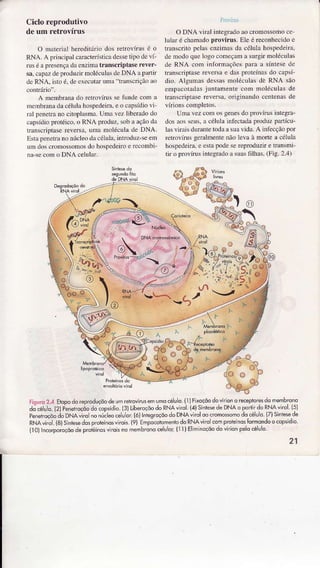 Cicloreprodutivo
deum retrovírus
O Ìnâteriâl heÌedìtín) dos reúo!íus é o
RNA. A p ncìprl caracteríslicâdessetipo dc ví-
Íus é a presençâdâenznnatranscriptasc rêYer-
sa,caprzde produzirÌnolécultsdc DNA aprrtiÍ
dc RNA, isto é. dc cxccutarunrâ'1tunscÌiçio ro
A nlenÌbram do rctlovÍus se funde colÌ I
ìneÌnbÍânada céluh hospedeìra.e o câpsídiovi
ìâÌ peneúano cin)plâsmâ.Unì.llez ljberrÌdodo
c.ìpsídioprotéìco,o RNA produT.sobâ açãoda
truscÌiptase reve|sa.uma molécul! cìeDNA.
F-sttpeDcrâno núcleodâcéÌuÌx.inlroduz-seem
uÌn doscronossomosdo hospedeiroe rccoÌnb1-
na secom o DNA ceÌuld.
O DNA virâl i egrâdoâ(
luìàÍ é cÌìaìì{do províms. Ele é reconhecidoe
transcrìtopehs enzimâsdâ céÌuÌâ hosFdeirâ,
de nodo que logo coÌncçân â surgir molécüìâs
de RNA coìn inlbrmaçõcs prìÌâ a síntesedc
transcriptasereversâe d$ prolcínâsdo cèp!í
dìo. AÌgunas dessis nìoléculasdò RNA são
emptÌcotâdrsjuÌtiìÌente coìn nrolécuÌasde
transcriptrse reversa.originando ccnlenasde
Umr ez com os genesdo provírusrúegra
dos aosscus.a célulaintèctadaproduzpaÌtícu-
ÌâsviraisduÍântetodaa sui !ida. A infccçãopol
rctrcvÍus gcrâÌmenlenão lea à morte r cóltrÌâ
hospedeìÌa,c cstâpodeseÍepÌoduzire tfrDsmr'
rir o pÌovÍus iìÌtcgÍadoâ suâsiìÌhâs.(Fig.2.;r)
@' o
OO
'
id,j'o2.4 EtooodÕÍeoroducòodeumÍerrôvrusêmumocéluo (I )Fixoçôodovírioro receptoresdomembrono
d;ce! o.(2liereÌroçõodocopçdio(3)LrberoçaodoRNAvlrol(r')SíntesedeDNAÕPadirdÒRNAvirol(5J
PeneirqçôodoDNAvlro nonú;bo.e! or ló)IntegroçõodoDNAvnoloooomôssomodo.é1!o 17)SÍniesede
RNAviro (8)SinrêsedosproÌeínosvlrois.{9) EmpocotomenrôdoRNÀvno comproteinosÍôrmqndoocopsídio
(10ìlncoryorÒçõodeprÕréÍnosvlroisno membronocelulor.(l 1)EllmlnÒçõodôvirionpêlocé! o
21
 