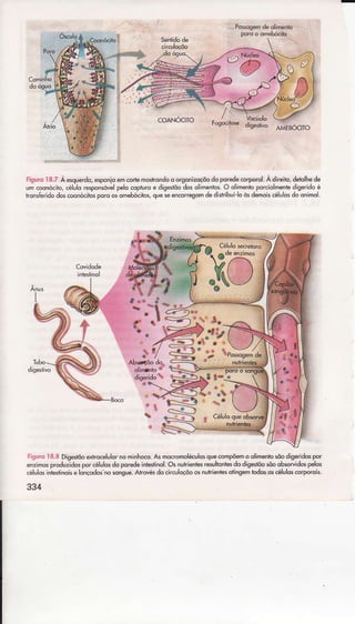 Po$osemde olihenrõ
coANocìÌo
disêsrivoúEBoctTo
Fi-cuÍcIe.7 À esquerdo,esponioemcortemostrondoÒorgdiizoçõodoporedêcorporol.À dneiio,deblhede
umcÕonócito,célulo€sponsóvelpelocopturoe digetôodosolimentos.o olimentoporcidlmen|ediseridoé
tôisÍê.idôdos.oonóciiosporoosomebocíos,que* encorregomdedisiribuiloòsdemoiscéulosdoôninor.
I
-itrr.
18.{ìDisestõoeíro.êlulornominh*o. Asmocromoleulosquecompemoolimenloúodiseídos por
enzimosproduzidosporcélulosdoporedeintestinolOsnunienl,esresultontesdo diselôosõoobopidos pelos
célulosintestinokêlônçodosnosngue.Atroésdo.irculoçõoosíuhient$ofing€mlodososcélulo:corpomis.
334
 