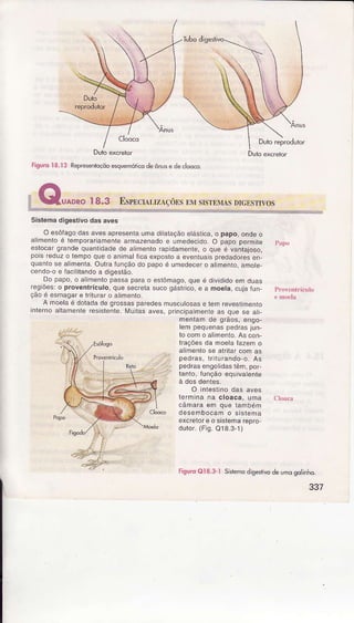Dutoscretor
Fìgu.o18.I2 Represenroçõoesquemóricodeônuse dedooco
Qroo*o ts.s EsptrclAllz,tçonstrtÍ SISTENIASDlcEsrlvos
Sistêma digestivo dâs aves
O esôiagodas avesapresenÌa!ma diataçãoetástica,o papo, ondeo
alimenloé ternporariamenleaÍmazênadoe !medêcldo.O papo permite
eslocargÍandequantdadê de a imenlo rapidarnente,o quê e vantajoso,
po s reduzo leínpoque o animatÍ ca expostoa eveftuas predadoÍesen
quantose almenla.oulra Íunçãodo papoé umedecero atmento,amoe
cendo-oe Íacililandoa digêstão.
Do papo,o âlimenlopassâpara o estômâgo,que é divididoem duas
regiões:o provênlrículo,quê secretasucogásÍico, e a moêta,cujaÍun
ção é esmagaÍê Íilurar o a imenlo.
A moelaé doladade grossasparedesmuscLrtosase lem revesrimento
inlernoaltamenleresistenle.Í/uitasaves, prtncipamefte as que se a t-
ÍìenraÍìì de grãos, engo-
lem peqLrênaspedÍasjun-
lo com o alíììento.As con-
lrações da ínoela Íazem o
. alrmênlosê atntarcoraas
' pedras, tr tufando-o. As
'.. Pedrasengoidastêrn,po.
'. tanlo, funçáo equlvaenle
à dos dentes.
' O inlestino das aves
termina na cloaca, Lrma |l,r{a
camara erlì que Ìambem
clooca desembocam o ssiema
excreÌore o srsleínarêpÌo
dulor (Fg.O18.3-1)
FigurdOl8.3-l Skremadìgësrivodelmo soliiho.
337
 