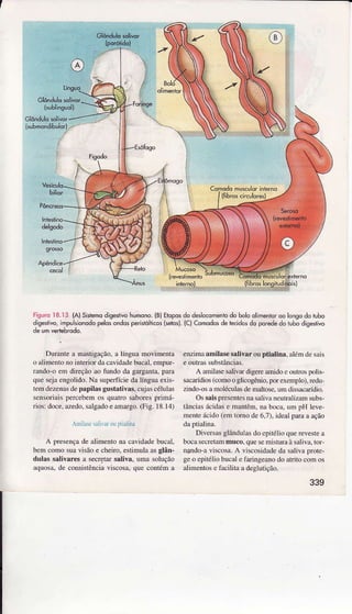 Glô.dulouiiw,.
Glôndúlosoli
lsuÈmúdibulor).-
k
risúro 18.13 (AlSistemodigesrÌvohúmono.(BlEldposdo dêslo.omeniodo holoolimeniorÒolonsodotubo
disesrivo,impulsionodopelo5ondospêrisióiicos(seicsl.{C)Comodosde tecidqdo poredêdô iuhodisesrivo
Durantea masÌigação.a língoâ movìmenlâ
o alimentono interiordêcêvidadebucaÌ,empur-
Íxndo o enr direção ao tìndo da gârgaúa, para
quescjâensolido.Nâ supedícieda 1ínguaexis-
leÍndczenâsdepâpilâsgustàíivas.cujascélulas
scnsoriii! percebemos quaÍo saboresprimá-
rios:doce,azedo.salsadoe ÂInarso.(Fis. 18.1.1)
,rllN r,lirr oÌ ]|irlDx
A presençade àÌimentona cavidadebucaÌ,
bcm coìno suavjsãoe cheiro.estinuÌa asglân-
dulâs sâlivares a secreÌaÌsaÌiva. uÌna solução
aqüosa,de consistênciaviscosâ.que contém a
enzimââmilasesaliva ou ptiâlinã, âlénÌdesais
e ourrassubstâncÌas.
A amiÌasesaÌivàÌ digere amido e outos polis
sacaÍídios(como o glicogênio,por exeÌnpÌo),redu
zìndo-osamoÌáuÌas de ÌrìalÌose,ìn dissâcffídh.
OssâisFesentesnasaÌivâncutrâÌizâmsubs
tânciâsácìdâse mârtêm, na boca.urr pH leve
mentcácido(crnìomo de 6.7),ideaÌpaÌaa ação
dr ptiàliüâ.
Divcrsâsglândulasdo epitólioquerevestea
bocâsecretâmmnco, quesemislurâà saliva,ror
nando-âviscosâ.A viscosidâdedr sâlivr prote
ge o epì1éÌiobucâle faringeânodo âtritooomos
âlimenlose 1ãciliLaa degÌutição.
339
 