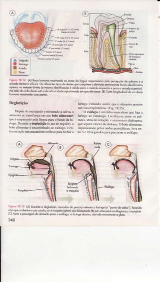 @
Figuro 18.14 (Aj Bocohumonomosirondoos óres do Insuo responsovespelo percepçoode sobores
"
u
o'codô dtrlio irhÌ o,. Osd tpjpnrcslpoi dp dê, .ê, que.o;poêm o dê1t
"do
pd mor"i" t".
"-
ia""r,Íi."a""
opeÌo. ro metodêdi'eio {o -ês-o .donr rc, oo - w,do oo,o o FerodeesoL",oÕe po,q o o,.odo superor)
ao lodo de ccdo dtr'e sio ndicodoo,dodê opro(imodo em qreetenosce (B)CÕrrèlonsitudinotde um denb
numonômosÌrondoruospol€r
Deglutição
Depoisdc masrigâdoc nisturâdo à saliva,o
alimentose lransformacm um bolo âlimentar.
quc é enpunado peÌalíneüaparao fundoda fa-
inge. Düranteadeglutição (o xtode engoÌÌr),o
bolo alimcntaré encaminhadoao csôtàgo.e Èn
aa em rção um mccanismoreÍlcxopaÌafèchxìâ
hÌnrge, evitândo.assim,queo !Ìinìento pencÍe
nasviasrespirâtórias.(Fjs. ì8 15)
O csôlãgoó um tübo musculosoque Ìiga a
làringe ao estômâgo.Localizâ-scenrreos pul
mi)cs-atrís do coração.e atravcrsao diafÌrìgma.
quesepaÍao t(trrx do abdome.O boloiÌimcniar,
impulsionadopelâsondâsperisráÌticas,Ìcvâen-
tre 5 e I0 scgündosparapercorrero csôfrgo
sõtgodo
^*:s.
r-it'trÕ i L I s (Àl Duonre o dêglu çôo, mú<ulos do pescoçoddÕm o lorinse (o ,,poho
de-odõo,,),fÕzendo
,o-.qroobêrruoquecondu-.doIooL",ol9lo-) erobloq
-odÕ
{BtoorJ-o o",Õ.orilÕqho<o oêpgor,ê
| , aÕo o po.sogcmdo or -êr o pÕ'ô o "iotogo o ,o i, qe oboio ob, .do rc"ome1tê o sloe.
340
 