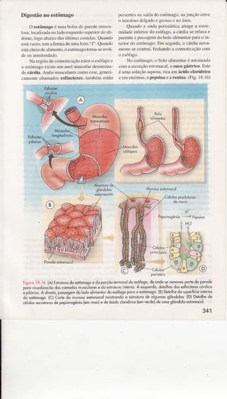 Digestãono estôm:rgo
O esíômàgoé unìâbolsâdc ptÌede Jnuscu
losn.lo.alizacìrnoÌiìdoesquerdosupeÌiordoab
donre.logo âbâì)todasúltnìas costehs.QuaÌdo
esÌá'azio.tcìÌ .Ìtormr deumt lcrr.ì 1".QrÌando
estícììeiodeâlnìrcnto.oeÍônrago L(mra-seo'Ól
N.ì Íegiaodecomunicâçãoenneo esa)lìgoe
o cíônago exisieünr rncl ÌÌnÌscuìardenonnnâ-
do cárdia. Anéis muscularescooroessc,genefl'
crÌÌÌerte chamadosesÍÏnct€res.tâìnbórÌ estao
presentesÌa sâídado csLônr.ìgo,najunção entrc
o irrestinoclcÌgâdoe gosso c no ânÌrs.
Qìrandoâ ondr pcristrilticâàlinge a exlfe
rÌidade infedor do csôlrgo. .ì cíÍdìa sereÌaxae
pernite a pâss.ìgeÌÌìdo bolo âìimerìtafpârno iìr
Lcriordo esiôìnâgo.Eìì scguiLìâ.â cárdianov.ì
ììcnle secoÌr'd. icchaÌdo .ì coìÌunìcaçãocom
No cstôÌnago.o bolo rhnentar é nristur.ìdo
conrâ sccÍeçãoesÌonÌacal.o sucogástrico.Este
é uììâ soÌrçaoa.Ìuosa.dca enì ácido clorídrico
eeìì cnzimas.a pëpsinâea rcninâ.(Fig.18.16)
Pepsinogênio,iPêprinô
. HCI
fiçrr{ i N.I ó IAJEstÍuturodoetômogoedoporçõoIeÍmino1doesotogodeondeseremoveupo+edo poreae
oorovruolizocaodoscomodosmuscllorese doestruluro nlernô A esquerdo,detolheido5estincÌêrescórdrcô
; D,o, (o Adneiio,po$oqemdo bolool'menrordoesôÍosopÕrÕo esrômosolBìDeìqlhedosupeúcieirierno
do esromoqolC)Cortedo mucosôe,tomocoimorrondoo estÍuturode oslmqs slôndulos{D)Detolhede
."',1"...i.r.. depep.i'os-lio{'Í'o.ô1"Õ.o.iooco'rd' o{'m edêtoeumosodulo"romocor'
341
 