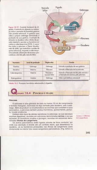 Fisuro ì8.19 ConÍôlê hormono do di
geslõo.Aentodo doolimenlo no estômo
go induzo seíêçõodo hormôniogoíÍino
peo porede eslomoco A goírino otuo
sobreo próprio estômogoeslìm!ondo d
produçôode sucosóstrico A eiirodo de
olìmênrono dlodeno induz.-Álulosdo po-
redeiriesiino a secreiofos hormônios3e-
cretÌnoe colecktoqunlno (CCK).A secre'
iino indlz o pôncrêoso b*or bicorbo.
not de sodio,qre neulroÌzo o ocidezdo
quimoeslomocol,ênquonloo colecisìoqui
n noestimuloo liberoçõode enzjmospon
creóticosede bile pelovesiculobillor.
Vesículo
bilior Eslômogo
345
O pâncreasé unìaglândulâde maisou menos15 cm de comprimenio
e ÍorÍnatoiriangular, ocalizadana alça ÍoÍmâda pêlo duodeno,sob o eslô
mâgo-Alémdê pÍoduzifos b caÍbonalose as enzirnasquecompoerno suco
pancrêállco,o pâncreastaÍÌìbémpÍoduzhoímônos.apresenlando,portan
lo. Íuncáoendócrina.
Exislemdois lipos de célu as secretoíâsno pâncreas:as que secretâm
enzmas digestivas,íe!nidasem estr!1uíasdenorìinadasácinos,e âs que
secreiamos hormôniosnsulinae g ucagon,reundas em esiruluÌasdeno_
mlnadâsilhotas de Langerhâns.
Os áclnospancreáticoseslão igadosatravésde Ínos condüÌos,por
onde sua secreçãoe levadâale um conduloma of, que desembocano
duodeno.Já os hoímônos produzidosnas ilhoiasde LanqeÍhanscaem
clireiamenleno inlerioidosvasossangüineospancÍeáticos(Fig O184_1)
SECRETINA
Et mulõÕproduçõo de sucogónri.ô
Estimlloo libêrcçõôdê bicorbonoto.
Estimulooliberoçõodebilepelo
'esiculo
e
o ib€Íoçõodeênzlmospeloúndeos.
lôibeô pêrltìohismoeíomocol.
IobêloI 8.3 PrincipoishomônÌosrelocionÕdosò dìgestoo
 