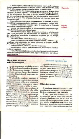 _ O tecidohepátlco,obssÍvadoao microscópio,mostra-selormadopor
inúmêroslóbulosdetormatosextavado,com1 a 3 mmdediâm6tro.C;da
Ioouroe Ìoímadopoímuitascáluleshepálicas,os hepatóclto!.
, Enlreos lóbuloshepáticoscirculasangueproveniont€da veiapoía-
hepálicâê c,âaÍtériahepática.Av€iâpoÍta-hepáücaÍaz sanguêdot;testi-
no,flcoêmnutíientêsabsolvidosnamucosainlestinal.Â anóÍa heDálica.
porsuavê2,lraz sanguedocoração,ricoemgásoxigênioabsorviàonos
pu|mõôs,O sânguêdeixao íígadoatrevésda vêia hepática,que o leva
rumoaocoração.
Entreos lóbulossituam-seosdutos hêpá cos (oublllares),qu€cote-
lama bilsproduzidepelascélulashêpáltcese a conduzemà veiícútabitiar.
O Íígadoé umdosmaisv€rsáteisóígãosdo coípohumano,Estassào
arguÍhasdosuasinúmêrasíuncõ€s:
, .
. secretarbjle,líquidoqueãtuanoemulsionamentoda6gordura6inge-
riclas,laciljtando,assim,e açãodalipase;
. removêrmoléculasdêglicossdosanguê,reunindo-âsqujmicamôntê
paralormarglicogênio,queé armazenado;nosmomêntosde necessida,
de,o gljcogênioé reconvertidoemmoléculasdeglicos6,quesãorslançâ-
dasnacirculação;
. armazenartêro e csrtâsvjtaminasemsuascélulas;
.sintêtizaruréiaapartirdeduassubstânciastóxicas,a amôniae o gás
caÈônÍco;estassubstânciâssão,assim,rcmovidasdo sangusê eljmúa_
das,naÍormade urólã,pelosins:
. sintetizardiversasprot€ínâspresenlesnosangue;
. degradarálcooleoutrassubstânciastóxicas,auxiliandonadesintoxi_
caçãodoorganismo;
. destíuÌ hemácias(glóbulosvermelhos)velhasouânormais,transfor-
mandosuahemoglobineem bilhrubina,o pigmenlocastãnho_esverdeado
Presontenabil€.
do tigâdo
AbsoÍçãodenutÌientss
nointestinodelgado
AÍ,enasumaspoucassubstâncias,como o
álcooletflico,aáguaealgunssais,podemseÍab-
sowidasdiretamenteno esrômago.A absolutâ
maioriâdosnutÍientesé absorvidapelâmucosa
do intestiío delgado,deondepassapama coÍ-
rentesangiiín€a,
Os aniinoácidose açúca.esÍesultânaq da
digestãodeproteínasecarboidütos,resp€ciiva,
mente,atÍavessamascéÌulasdorcvestimentoin-
testinaÌe pa$am paÍao sangue,queseencarle-
gadedistribuíìos a todasascélulasdocoÍpo.
Jáo gliceÌoleosácidosglarosresultanr€sda
dìgestãodeÌipídiossãoósoryidos petascéluÌas
intestinais,ondesãonovamentÊcoÌìveíidosem
Iipídi$ e agrupados,formandopequ€nosgrãos.
Em seguida,essesgÌãoslipídicossãos€oerados
nosvasosÌìnfáticosdâsvilosidâdesinrestinais,de
ondeaaing€ma coÍrentesangüírìea.L-ogoapós
urÌìâÌefeidÍctÍicaemgordÌiÍas,osangueficacom
apârêncial€itosa,devidoao gmndenÌímemde
gotícúasdeÌipídiosemcirculação.
Amâzenamentodeglìcogêniono'figado
Apósumârefeiçãorica emaçÍcares,agli-
coseemexcessopresenteno sangueé absorvi-
da pelas células hepáticase transformadano
polissacarídioglicogênio. Nos períodosenhe
asrefeições,quaDdoa taxa deglicose no san-
gue cai, ascólulashepáticasrecorìvertemgÌi,
cogênioemglicose,lib€Íandoesseaçúcarna
ciÌculação.
O intqstino grosso
O inlestitro gÍossoÍÌìedecercade0,5 m de.
comprimentoe tementÍ€6 e 7 cm dediâmetro.
Dvide-se emt€s paÍtes:cem, coloe reto.
O cecoé uma bolsade fundo cego(daí
seunome),d€ maisou menos7 cm de com-
primento,situadoperrodajunção com o in-
testinodelgado.A extremidâdeíechâdado
cecoteÍminano rpêndice c€cal,àpÍoxima-
damentedo tamanhodeum dedomínimo.O
cecoe o apêndiceparecemnãodesempenhar
347
 
