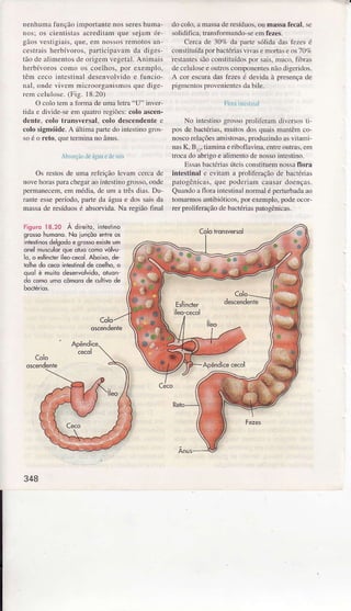 nenhuma função inportante nos sereshuma-
nosi os cienÌistâsêcredÌÌamque sejam ór'
gãosvestìgÌais.que. em nossosremotosan
cestraìs herbívoros. parlicipavam da diges
tão de alimentos de oÌigem vegetal. Animais
herbívoros como os coeÌhos, poÌ exemplo.
têm ceco ìntestinal desenvolvido e 1ìncÌo-
nâ1,ondevivcm microorgânisrnosque dige-
rcm ccluÌose.(Fis. 18.20)
O colo iem a forma de umaletra"U" ìnver
tidr e divìde se eìn quatro rcgìões:colo ascen-
dente. colo trànsÌers:rl. colo descendentec
colo sigmóide.A última paÍe do intestinogros
soé o reto, queterminaDoânus.
ALrsorçãodeágMedear
Os restosde uma refeiçãoÌevân cercâ de
novehorasparachegaÌaointeúìnogrosso,onde
permanel.em.em média,de um â trêsd;âs.Dü
l'ante esseperíodo, paÍe da água e dos sâis dâ
massade resíduosé absoflida. Na Ìegião final
do coÌo,a massade resíduos,ou mâssàfecâ|.se
solidìfica. transformando-se em fezis.
Cerca de 307. da pârte sólida dasfezes é
constiluídapor bactériasvivase lnoÍas e os70%
restânÌessãoconstituídospor sâis,lnuco.fibras
de ceÌuÌosee outfoscomponentesnãodigeidos.
A coÌ escurâ das fezes é devida à presença de
pigmcnlospÌovenientesda bìle.
Flomlnreslinrl
No intestinogÌossopÌoÌìfèramdiversostì
pos de bactérias,Ìnuitosdos quâismânlêmco
noscoreÌaçõesamistosas,produzindoàslilami
nasK, B,2.tiamnraeriboflâvina,enúeoütrâs.em
trocâdo abrigoe aÌimenb de nossointestino.
EssâsbactériàsúlcisconstitueÌnnossaflora
intestinâl c evitam a proliferação de baciérias
patogênicâs, que poderìam causar doenças.
Qüândo â floÌâ inÌestinâÌ ìÌoÌmal é perturbada ao
tomarmosânlibióticos,por exemplo,podeocor-
rer pÌolifenção de bâctériaspâtogénicâs.
Figuro I8.20 À direiio,intestino
sro$o humono.No Ìunçõoentreos
inteíinos delgodoe 9ro$o qktê um
Õnëlhurulor queoluocônÕvólvu
lÒ,ô èsfincteríìe cdol. AbôÌÌo,dê
tohedo cecoinresrinolde coelho,o
quo ê muitodesenvolvidô,otuôn
do comoumocômorode cultivode
348
 