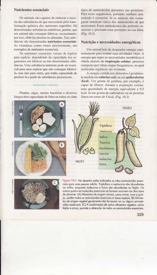 Nutrientes essenciais
Os animÂissãocapazesde elaborara maio
riâ dâssubstânciasde quenecessitampelatrans
foÌìÌâção qüímìcados nütrientesingeridos.Há
dctcrmnradassubstânciâsnulitivas, porém.que
üm Ânimalnãoconseguefabricar,necessitando,
porisso.obtê-lasploniasno alimento.Tâissubs-
tânciassãodenoninâdâsnutrientes essenciãis.
As vÌtaminas,como vìmos ân€riormente. são
exemplosde nutrientesessenci:ris-
Os nutrìentcsessenciris!âriâìÌ dc cspócic
pâraespécìe,dcpendcndod.ì cìpacidadedosof
gânisÍnoscm fabricârou ìr.:()detemiÌada! subs
lâncirs.Uma substâncianutrientepodeseresserì-
cirì para uma espécieque nâo conseguefìbÌicá-
li. mas não para oulra. que tenhâ câpacidadede
produzi]a a paÍir de subsúnciasprecusoras.
tipos de aninoácidos prcseniesnas pÌoteínas.
Pam e!!es organisnìos,poÌtanto, nenhun ami-
noácidoé essencial.Já os an;maisnão conse
gueìn sintctizlìrváriosdos âlninoácido$de que
necessitâÌÌ.Essesâìninoácìdossão,poÌtânro,es
senciaise precisaÌnestrìÌprcsentesna suaúetâ.
(Fis.18.2)
NutiiçãoenecessidadeseÍergéticas
Um âninâl tem de despcnderenergiacons-
tântemertep.ìrâmrnter suâsàrividâdesvitais.A
eÌergia quesupreasnecessidadesmetabóljcasé
obtida ÂÍavés da respirâção celulâr. processo
compoÍo por váriasetapasbioquínicâs.no qrâl
moÌécuÌasoÍgânicassãooxidadas.
A cncryiâconlidanosalirncnLosó gc.rlmen
temedidâeÌncaloriâs(cal) ou em quilocâloriâs
(kcâl). Uìn sÍaÌnâ de soÌdurâ, poÌ exenìplo,é
c.ìpxz de liberâr, dtrrantea respirâçãocÈlul,ìr.
um,ì quâÍtidâde dc energiâ equivrÌcnlc a 9.5
kcâl.Já um grrììa decarboidratoou de proteúìa
liberaenrr Ìo de 5 kcâI.(Fig. 18.3)
FEIJAO
Àftiútit ff' o$tf.iri
Plârlâs. algai'.ììuitas hactériase diversos
itrngostênrcêpacìdadedefêbricartodosos vinte
-
'Í
M]LHO
Fisuro18.2 No desenhoeslÊoirdicodôsosoiic5ominoócido;essen-
cioisporoomopessooodulio.TriúcÍqnoe metioninosôoobundortes
ro milho,enquontokoleucinoe lkinosõôobundontesno feiiôo.Os
outrosquohoominoôcidosêssenciokoohomenôcoÍemnosdo:stipos
d-oli-erto (AlAlimërto'dêôigemoflmo cono.one o,orêqL.i
io,conlêmi.dosôsominoócidGessencioisònossoespeìe{B)AÌmên-
tosdêorigemvegefolgerolmenlenãoÍomecemumouolsunsominoó-
cidoseserciois.(C)AcombinoçôodecêÍlosolimentosvesetois,como
feiiõoeoroz, pemiteo oblençôodetodôsôsom;noócidoses5enciok.
329
 