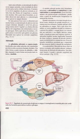 Após umârefeição,aconcentrâçãodegÌico'
seno sangüeâumenta!como resultadodâ absoÌ,
çãodeaçúcrìÌpelascélülâsintestinais.O aulnen-
to no níveÌ sangüíncode glicoseesrimulaascé-
lulas beÌa dâsilhotâs de Lângerhansa secrera-
Ìeln insuÌinâ.Sobâ âçãodessehoÌmônio.êscé-
Ìulas absorvemmais glicose e a concenaâção
desseaçúcarno sanguediminui.
Se uma pessoafìcâr seÍnse iliìnentar por
mujtashoÌas,â concentrâçãodc glicoseem seu
sansuedilninuì. Quando o nível dc glicose
atingeìÌenos de 0,7 mg/m{. âscélulâsâlfâ dis
iiholâs de Langerhanssãoestimlrlâdâsâ secre
tar glucagon.Sob a âçãodcssehormônio. o fí,
gadopassâa converterelicogênio em glicose,
ìiberando esse âçúcârni coÌrente sangüíneê.
(Fis.23.11)
Adrenais
As glâÌdulas âdrenâisou suprâ-renais,
locaÌizâdasümasobrecadarim,sãoconsituídâs
pordoistecidossecÌeroÌesbasÌanÌedislinlos.Um
delesfoÌma a paÍe externadâ gÌândulâ,o cór-
tex, enquantoo ouiroformasuaporçãomaisin
lrd] L||iri
A neduÌââdrenalproduzdoishormônios
princÌpais:aâdÌenãlinâ(ouepinefrinâ)eano-
radrenâlirÌâ(ounorepinefrina).Essesdoi!hor-
mônìossãoquinicânentesemôÌhantes.produ-
zìdosâ pflLir de modificâçõesbioquímicasno
aminoácidotirosina.
Quandoumêpessoâviveumasiruâçãodees
tresseGusto.srtuaçõ€sdegrandeemoçnoeb.).o
siÍemânervosoestimuÌâameduÌaadrenaÌI libe
mr êdrenaljnanosanguc.Sobê âçãodessehor
mônio,osvasossangüíncosdapeÌeseconhâcme
apessoaficapálidajo sanguepâssââ seconcen
trar nosmúscuÌose nosórgãosintemos.prepa-
rândooorganismopâraumarespostnvigorcsa.A
adÍenaÌinâtâmbérnproduztâqujcardia(aumenro
dorìlÌno cârdíaco),âumentodapressãoâÍerìaÌ e
maiorexcitabilidâdedosìstemâncrvoso.EslasaÌ-
teraçõesmeÌabóÌicâspemitem queo organismo
dêxmarespostâÌápidaàsituâçãodêemergênciâ.
A noÌadrcnalinaéÌiberadaemdosesmâisoü
menosconstantespeÌâmedulaadrenâÌ,ìndepen
dentementedalìberaçãodeadrenaÌina.Suâpnn
cipalfunçãoé mênterâ pressãosângüíneâem
níveisnormais.(Fis.23.l2)
Figuro23.1I Reguloçõodo.on.êihoçôodeslicosenosongue.AnormogiicemioémonfidopêloÕçõocombi.
tdo do honóniosponc€ói.osinluliT e slJ.oson
450
 