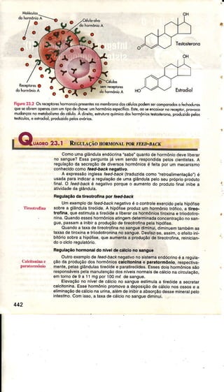 ,""Iï-----.o
/.k
o
o
o
Fìguro23.2 Osreépirreshohonoispre*ntì* nõmembronodosélulospodem*r <omporodoso Íechodu-,
que* obremopenoscomumtipôdê<hove:umhormónioêsp€c,ÍicoE3Ìê,oo 5eencoiroinorecepkrr,provoco
modonçosnometobolismodo célulo.Àdireito,*trutue qurmicodôshômpniosresrdté,o.o, du',àop"los
lesliculos,e erlÍodiol, produzidopelosoúrios.
ComoumaglânduÍaêndócrina"sâbe"quantodehormóniodeveliberar
no sangue?Essap6rguntajá vem sendorespondidapoloscientistas.A
Íêgulaçãoda secÍeçâodê diversoshormôniosé feitapoÍ um mecanismo
conhecjdocomoÍêêd-óecftnegalivo,
A expressãoinglêsafeed-backllêduzida coíno'?etíoalimentaoão',)é
usadaparâindicaía r€gulaçáode umaglándulapêtoseupÍopriopfoouto
llr,al.O íeed-backé nêgativoporqueo aumentodo produlofinatinibea
atividadeda glândula.
Regufaçãoda tiÍêotrofin a por feect-back
Umexemplode feêd-bâcknêgativoé o conlrolêexercidop€tahipóÍise
sobÍêa glândulatireóide.A hipófiseproduzum hormônioÍótico, a tiÌeo.
trcÍine, queestimulaa tirêóidea liberaros hormôniosliÍoxinaê triiodoliro-
nina.QuandoesseshormôniosatingemdeterminadaconcenÍaçãonosan-
gu6,passama inibira píoduçãodetireotrofinapelahipóÍjse.
Quândoa laxadetireotroÍinanosanguêdiminui,diminuemtambémas
laxasdetiroxinae lriiodotironinanosangue,Desíaz-ss,assim,o eíeitoini-
bitóriosobrea hipóíise,queaumenlaa produçãodetireotrofina,reinician-
doo cicloregulâlório,
Regülãçãohormonaldoníveldêcálcionosangue
Oulroexêmplode feed-backnegativonosistêmaendócrinoé a regüla-
çãoda produçãodos hormônioscalcltonlnae peralormônio,respectiva-
mente,pelasglândulasliÍeóidee paratireóades.Essesdoishormôniossão
rosponsáveispelamânulonçãodosníveisnormaisdecálcionaciÍculação,
emloÍnode9 a 11mgpo. 100mí dêsangue.
Elevaçãono nívelde cálciono sânguêestimutaa tireóidea secrêtar
calcilonina.Essêhormôniopromovea deposiçãode cálcionosossose a
eliminaçãods cálcionâurina,alémdeinibiÍa absorçãodêsseminerâlpelo
intesiino.Comisso.a taxadêcâlcionosanguedimtnui,
442
 