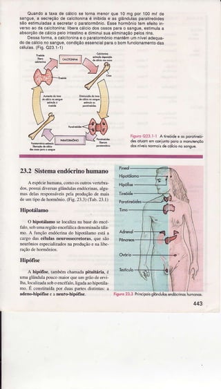 Ouandoa taxade cálciose lornarnenorque 10 mg por lOOmf dê
sangue,a sêcfêçãode calciloninaé inibidae as qlândulâsparâlireóides
são esiimuladasâ sêcrêlaro paraiormônio.Essehormôniotem efeitoin-
versoaodacaciloninâ:liberâcálciodosossosparao sangue,estmulaa
âbsorçãodecálciopeloinleslinoê dimnuisuaeiiminaAáopelosrins.
DsssaÍorma,a calctonna€ o pâraìormôniomantêmumnív€ladêqua-
dodecálcionosangue,condiçâoessêncialparao bomfuncionamenlodas
céluas.(Fig.O23.1-i)
FiguroO23.1-l A lireóidêê qsporoihei-
desoiuomedrconÌunioporoo mqnltençõo
dosníreknonais de.ól.iô nô$onsue.
23.2 Sistemaendócrinohumano
Aespéciehumanâ,comoosoutrosveÍebra,
dos,possuìdiversâsglânduÌasendócnnas.algu
masdeÌasresponsáveispeÌaprodüçãode Dìais
iÌeumtipodehormônio.(Fig.23.1)(Tâb.23.1)
Hipotálamo
O hipotálâmoselocâlizânâbâsedo encé
falo.sobumaregiãoenceláÌicadenominâdâ1álâ
Ino.A fünçãoendócrinado hipoúlâmoestáâ
cargodâscélulâsneurossecretoÌas,quesão
neurôniosespecializadosnaproduçãoe nâÌibe-
raçãodehornônios.
Hipófise
A hipófrse,tambémchâúadapituitáúâ. é
umagìândulapoucomaiorquêumgrãodeeraj
Ìhâ,bcalizadasoboencéfàÌo,Ìigâdââohipotála
Ìno.E constiÌuídapoÌ duaspârtesdistjntas:a
âdeno-hipóffs€e anêuto-hipófise. Figurô23.3 Principoisglôidulosenddrindshumonos.
443
HipoÉlomo
Hipôffe
,l
.t;:.
 