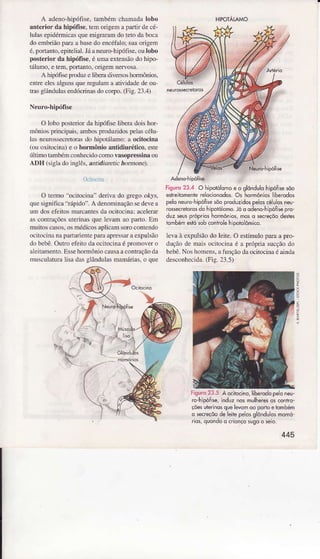A adeno-hipófise,tambémchamadalobo
anterior dâ hipóffse.temorigemapaÍir decé-
lulasepidérmicasquemigraraÌndotetodaboca
doembriãoparaa basedoercéfalo:suaorigem
é.portanto.epìtelial.Jáaneurohipófise,oulobo
posteriordâhipófise,é umaextensãodohipo-
tálêmo.etem,portanto,oÍigemnervosã.
A hiúfise pÍrdu eÌibeÌììdiveÌsoshoÌmônios,
entreclcsâÌgunsquereguìama atividadedeou
trâsgÌâÌduÌasendócrinasdocoÌ?o.(Fig.23.4)
NeuÍo-hipófisc
O Ìoboposteriordâhìpófiselibemdoishor-
ÌÌìônìosprincipais,âìnbospÌoduzidospeÌlìscélu
lâsneurossecretoÍìsdo hipotáÌâmo:â ocitocina
(ouoxitocnÌa)e o ho.mônioântidiurético.este
úÌtimotânbém.onhecidocomovasopressiÌìâou
ÁDH (sigì.ìdoinglês,â,tdiuretic homone).
llr L.rìx
O temo "ocitocina' deriva do grego okys.
qucsignificâ Ìápìdo". A denoninaçâosedevea
Lìmdosefeitosnafcantesda ocitocina;acelerar
as contrâçõesuterinâsque levâm âo prío. Em
Ìnuìtoscâsos,osmódicosâplicâmsorccontendo
ocilocinânâpartuÌienleparââpressaraexpülsão
do bebê.Ourroefeitoda ocitocinaé prolnoler o
aleitanÌenro.EssehormôniocausaaconÍaçãoda
ìÌulculatura lisa dasglândulasmaÌnárias,o que
rìsuro23.4 O tìioôrÕlo-oe o gldidulol-ipóÍ.esdo
e!r'eromplle'êo.:ôrqdos.Os hormoniosherodos
peloneurohipôÍiiê5òoproduzdospeosceuosreu
ro$ecrer,ÒrosdohiporoÕmolo o odeno-hpóÍsepro
dLzseLsp'opros homô. o . mosq seceçóodese.
tombémeslósobconirolêhÌpoidômico.
Ìevaà expuÌsãodo leitê.O estímuloparaa pro-
JJâo dc mJ 5 oLit''rnae r propÍ,dJccio Jw
bebi.o. hoÌer.. :' unçioddocIoci1de dinL-
desconhecidâ.(Fig. 23.5)
Fisuro23.5 A @ito<ino,liberodopeoreu-
ro-hipóflse,lnduznosmulhercsasconho-
çõesuleinosquelêvdhoo porioerombêm
o secreçõodelêiiepêosglônduLosmomô
rios,quondoo crionçÒsugôo sêiô.
!
445
HPOÌÁLAMO
 